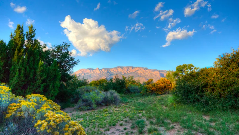 Coldwell Banker Legacy - Paseo Del Norte